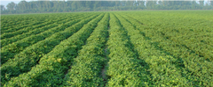 Locally sourced peanuts